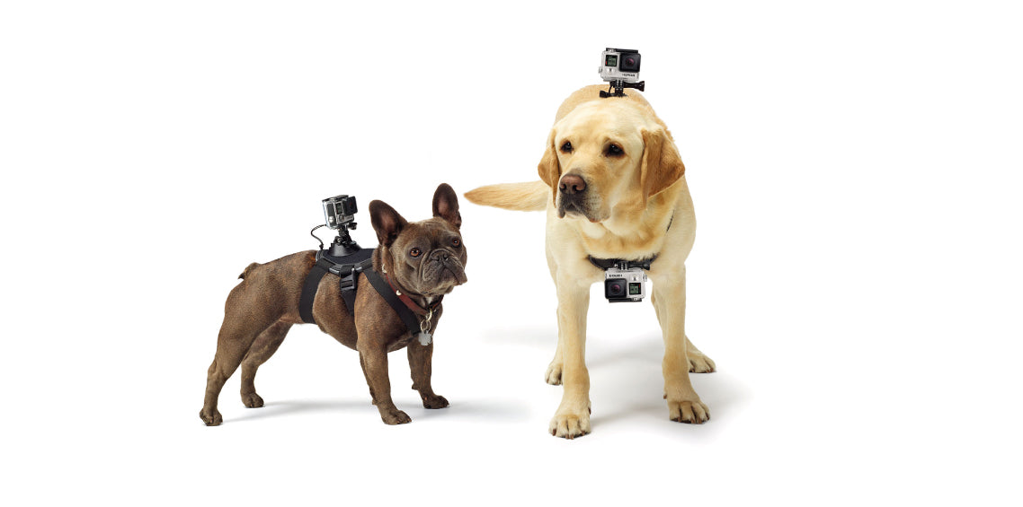 PawCam – Action Camera Harness for Dogs